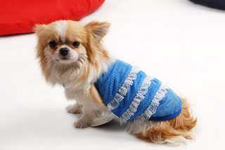 pet clothes