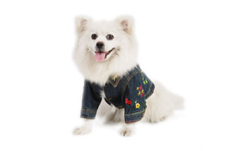 dog apparel