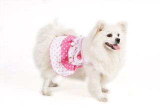 pet clothes