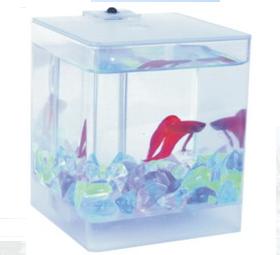 Aqua Box Betta 