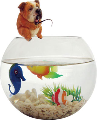 Fish bowl-Take a break-featured aquarium 