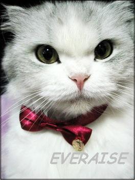 We will be present  at 2010 HKTDC - World of Pet Supplies