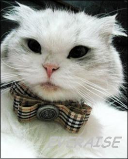 Cat Collars