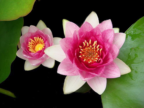 the professional corporation of Ornamental Fish,Pondplants,Sphagnum Moss