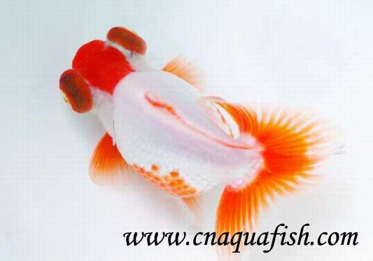 goldfish butterfly for sale