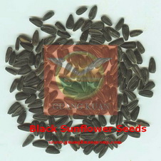 black sunflower