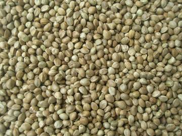 Hempseed