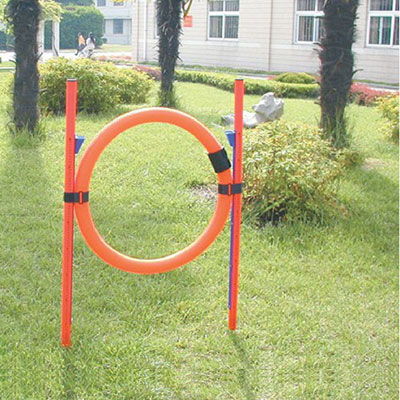 dog agility