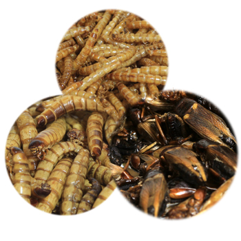 Dried Insects