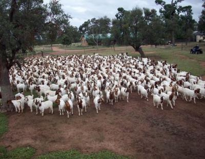 Live Boer and saanen goats