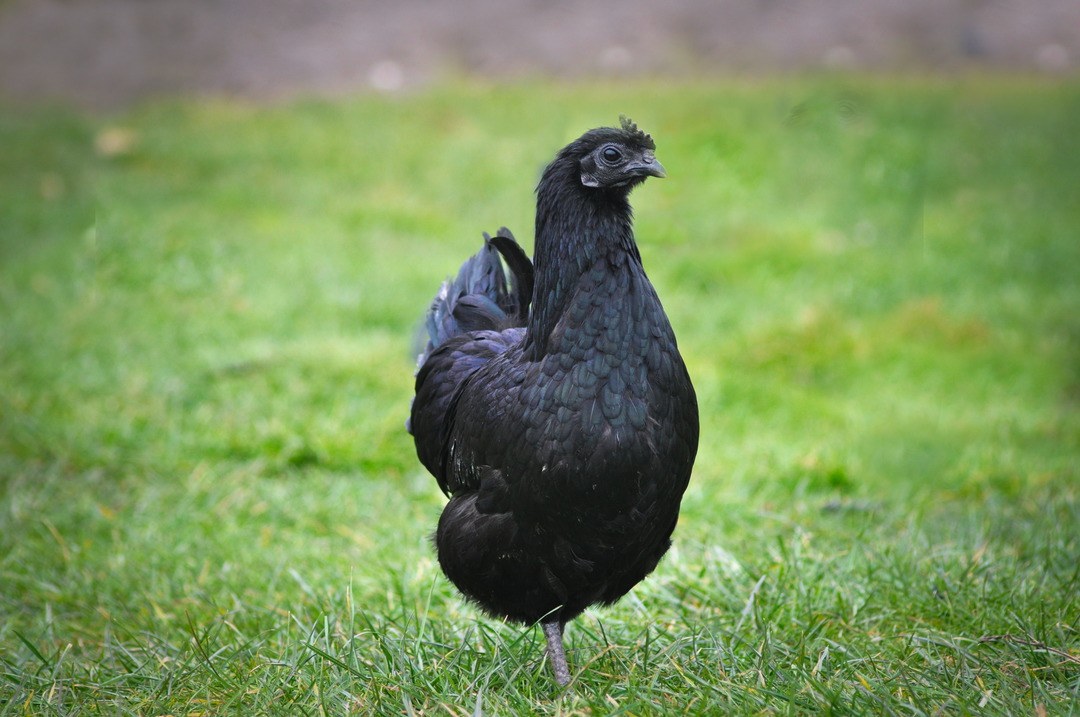 export live animals ; chickens , birds, poultry , small mammals , rodents, horse