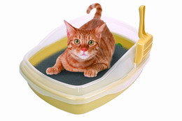 Sell Litter pan iwth scoop for pet