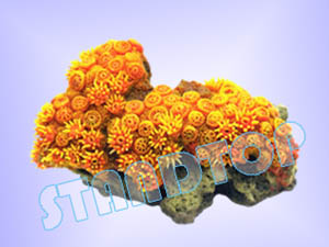 Imitation Hard Coral
