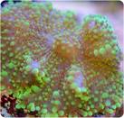 Green Knobby or berrylike coral-Ricordea yuma