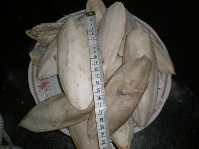 Sell cheapest cuttlefish bone from Vietnam