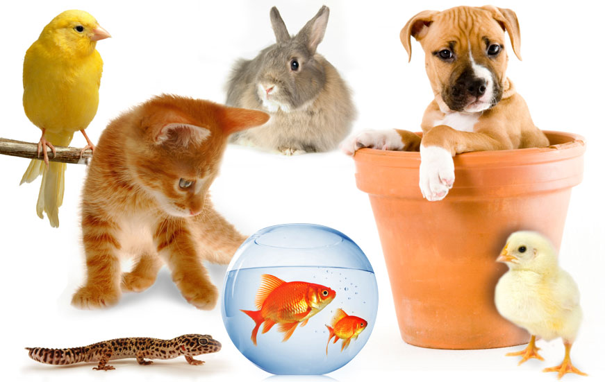 Bird , dogs , cats , fish , reptiles , small animal , invertebrates , other livestock