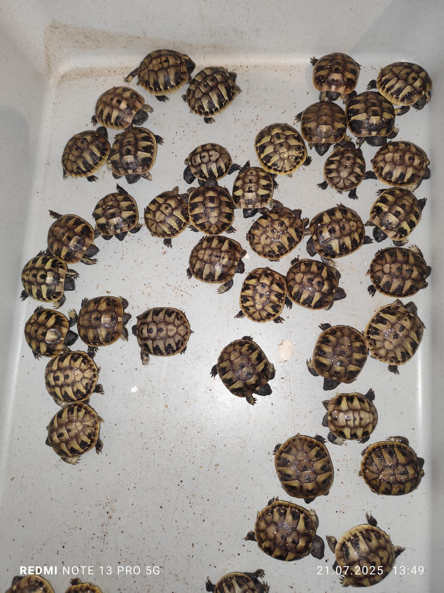 Testudo Hermanni Tortoises 