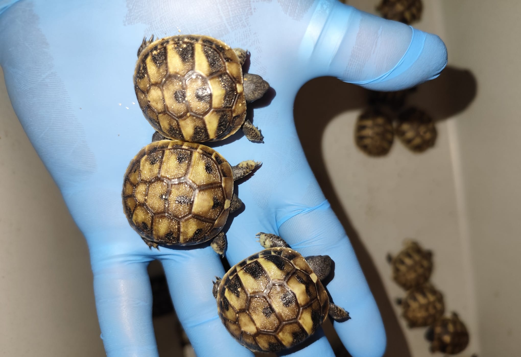 Testudo Hermanni Tortoises For Export 