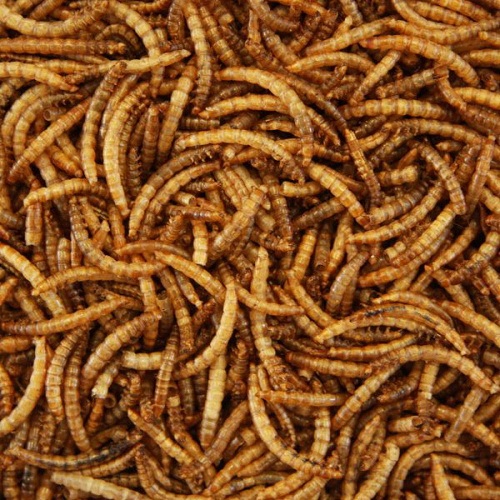 DRIED MEALWORMS