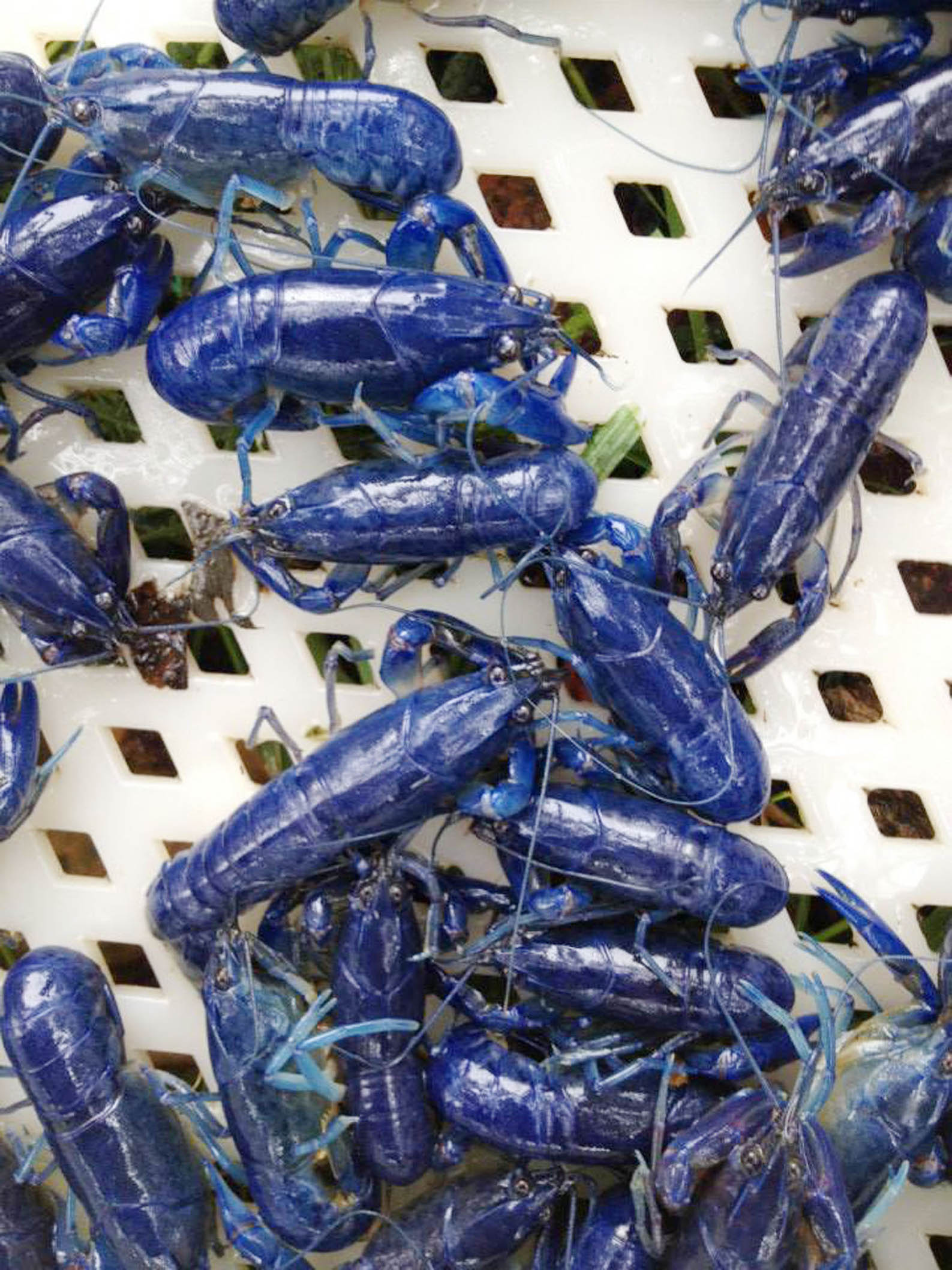 Blue Yabbies Crayfish 