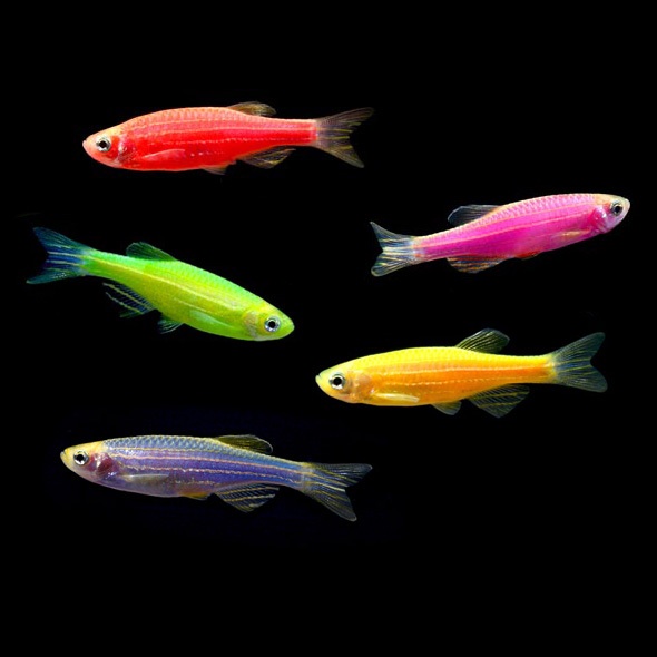 fluorescent fish