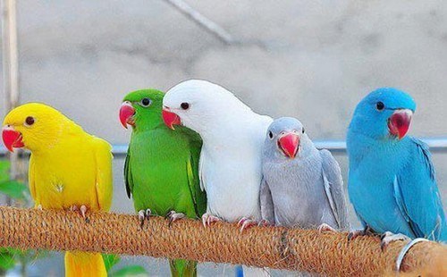 Birds from Pakistan