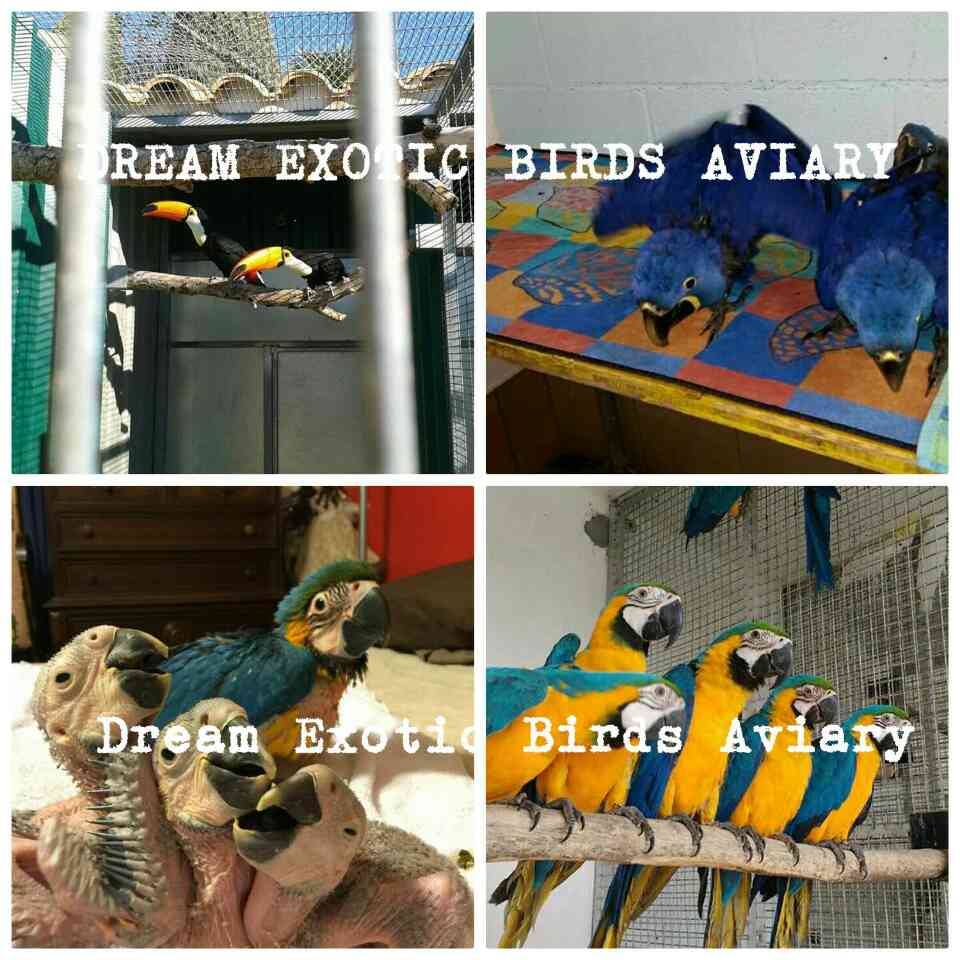 We are Live Exotic Birds Exporters 