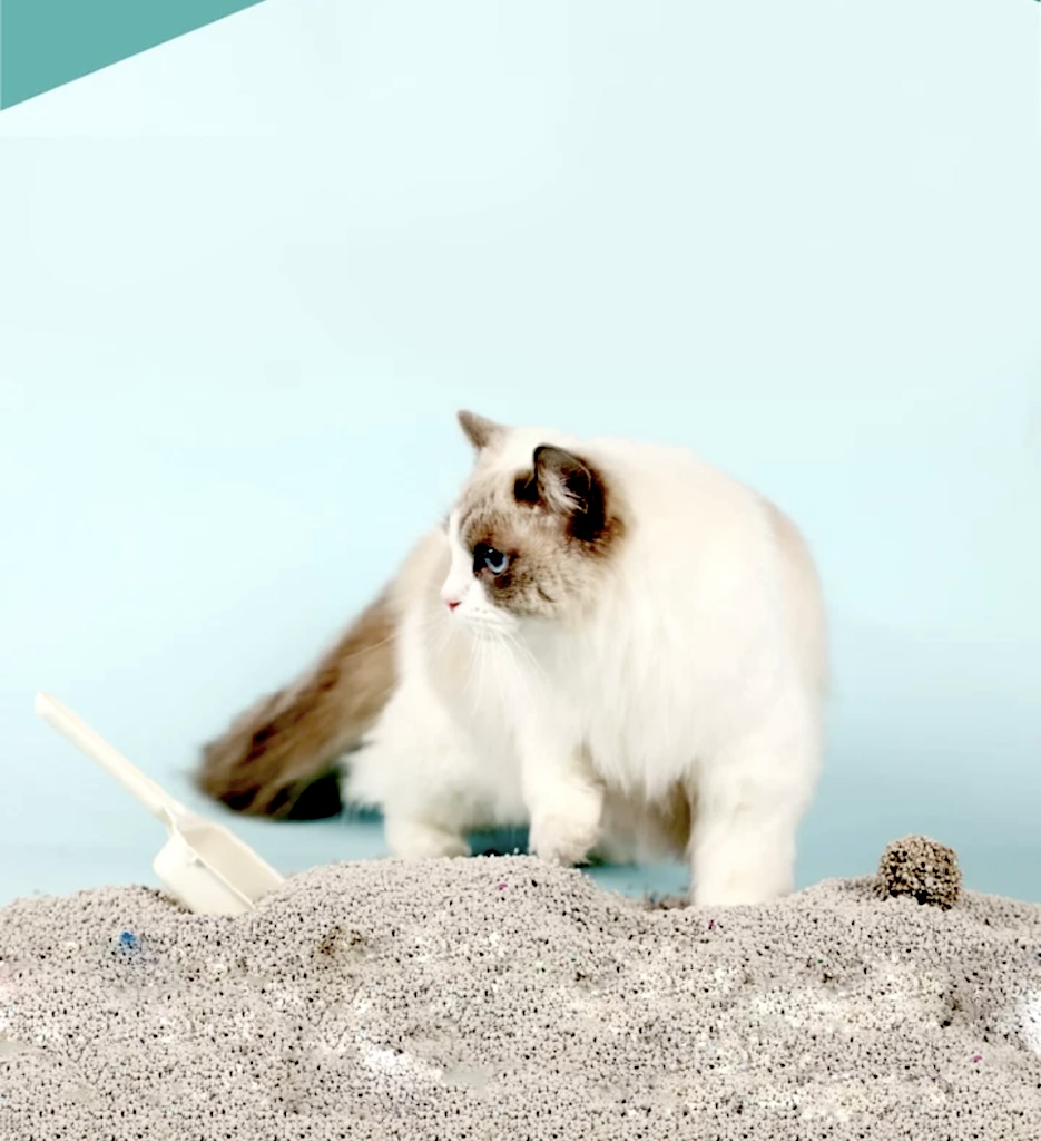Why Bentonite Cat Litter Remains a Global Favorite 