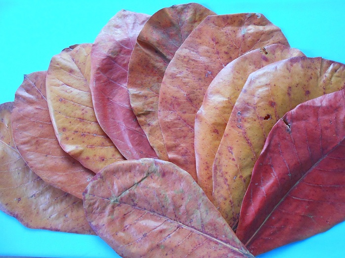 Indian almond Leaves