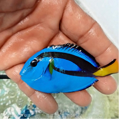 Live Ornamental Fish - Marine