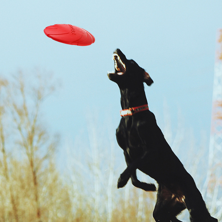 Rubber frisbee dog toy