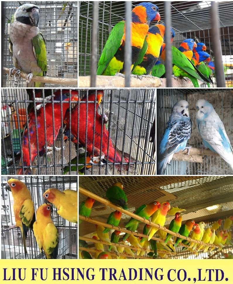Exporting Parrots/Hedgehogs/Sugar Gliders/Rodents Animals