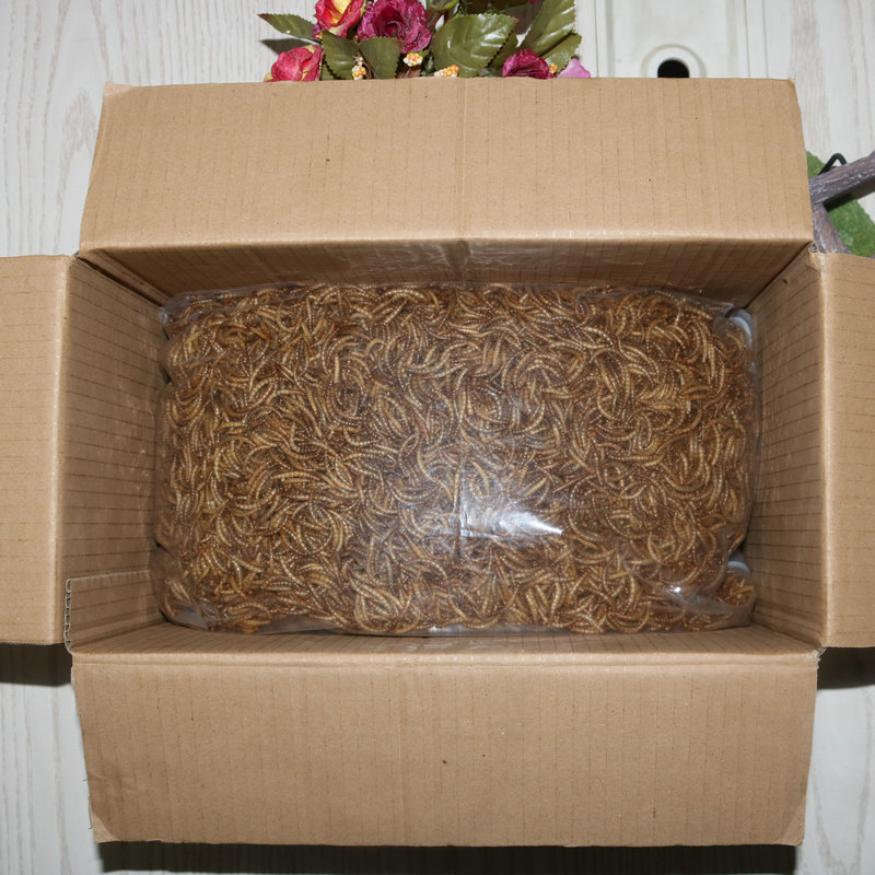 GMO Dried Mealworms for Fish