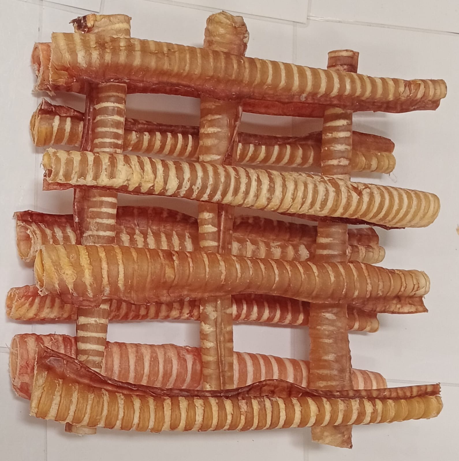 Cow & Camel trachea