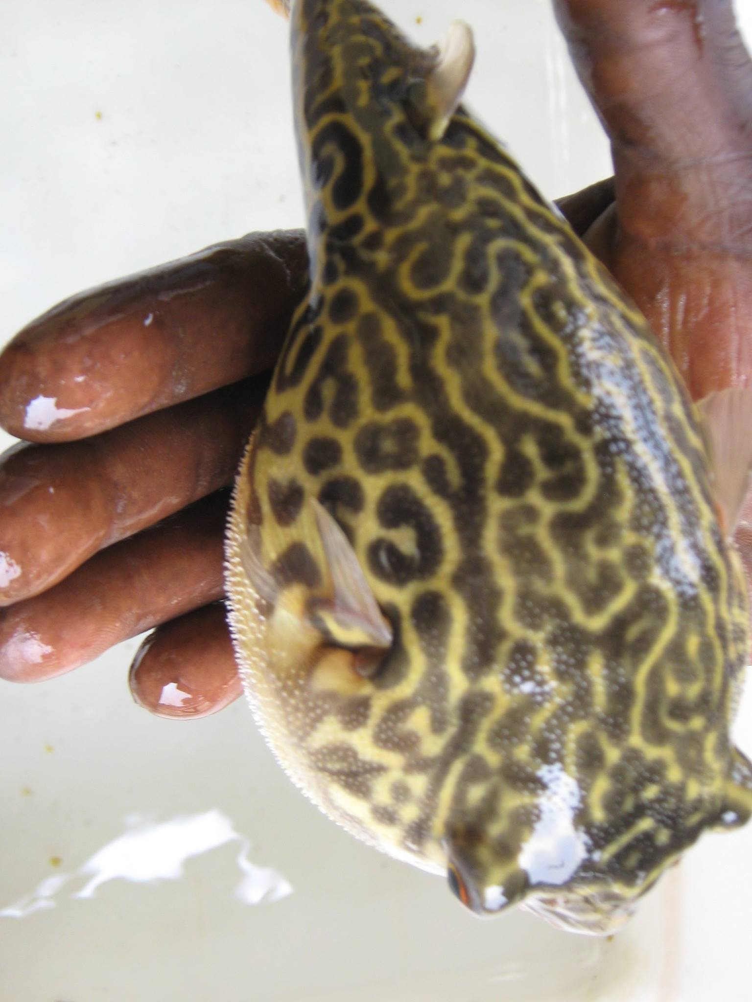 tropical fish importers wanted