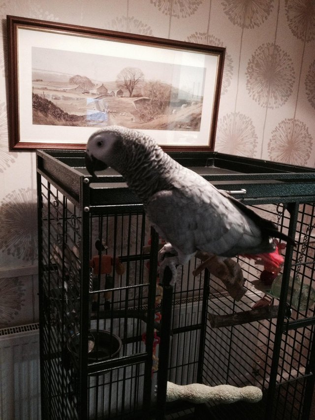 Hand Reared 11 Months Old African Grey Parrots
