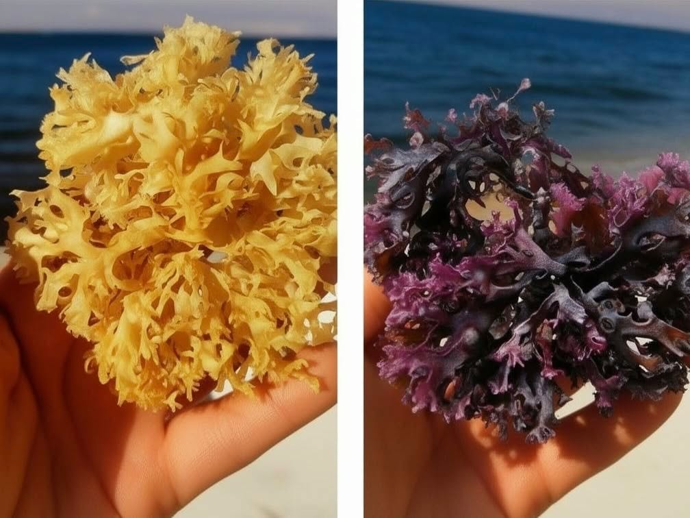 Irish Moss Chondrus Crispus From Peru Wholesale Supply