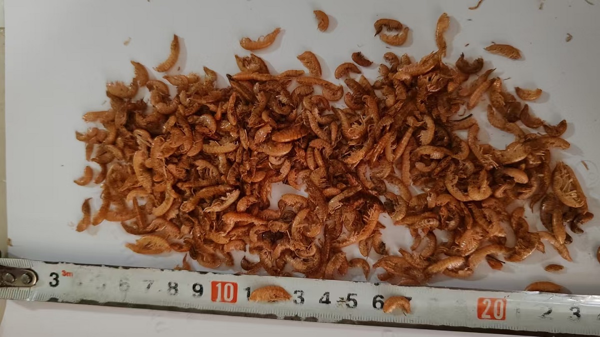 Gammarus