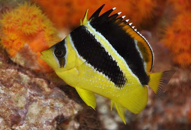 Chaetodon Mitratus / indian Butterflyfish