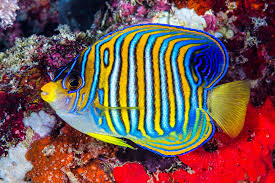 Pygoplites Diacanthus / Regal Angelfish