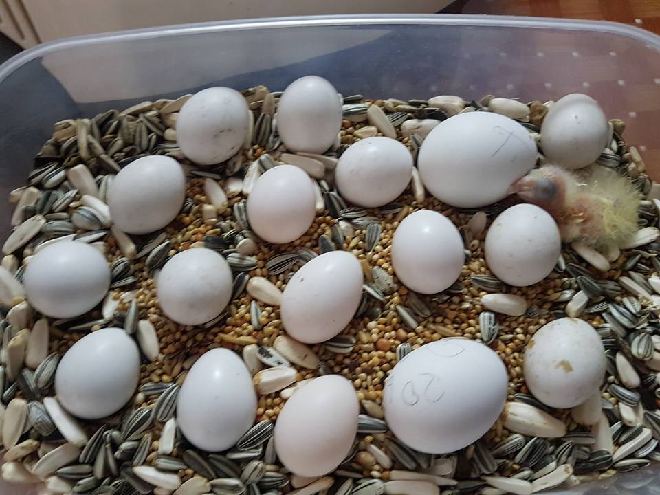 Fertile Parrot Eggs For Sale 100% Hatching Fresh Fertile Parrot Eggs.
